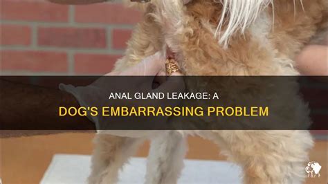 dogs anal glands leaking|Leaking Anal Glands in Dogs: Causes & Remedies